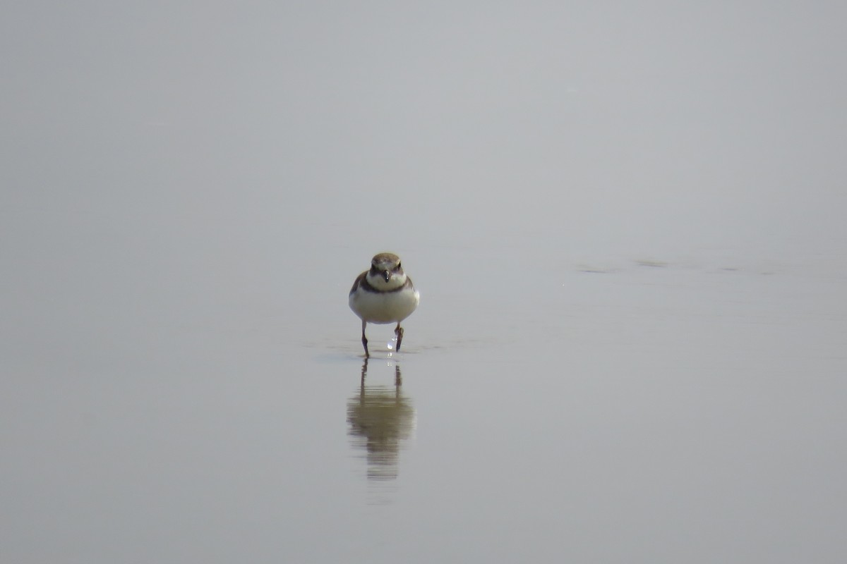 Semipalmated Plover - ML614466787