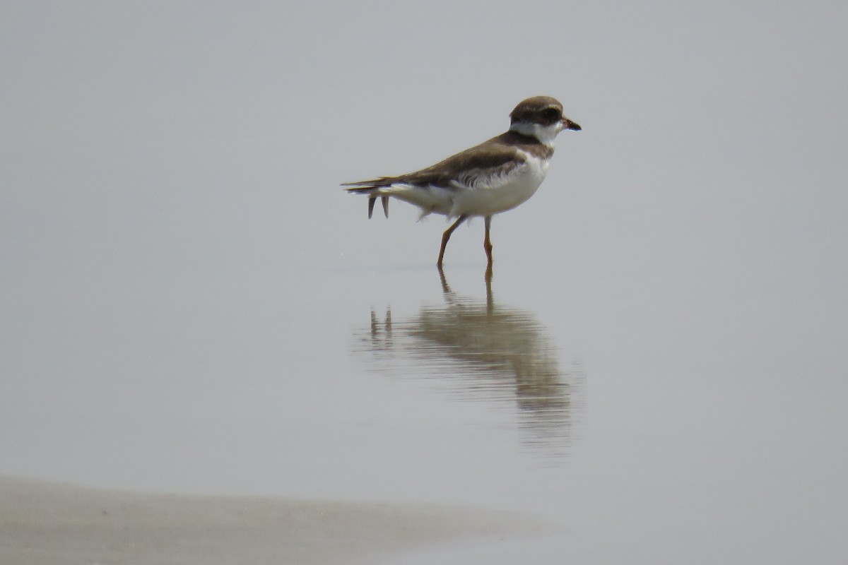 Semipalmated Plover - ML614466788