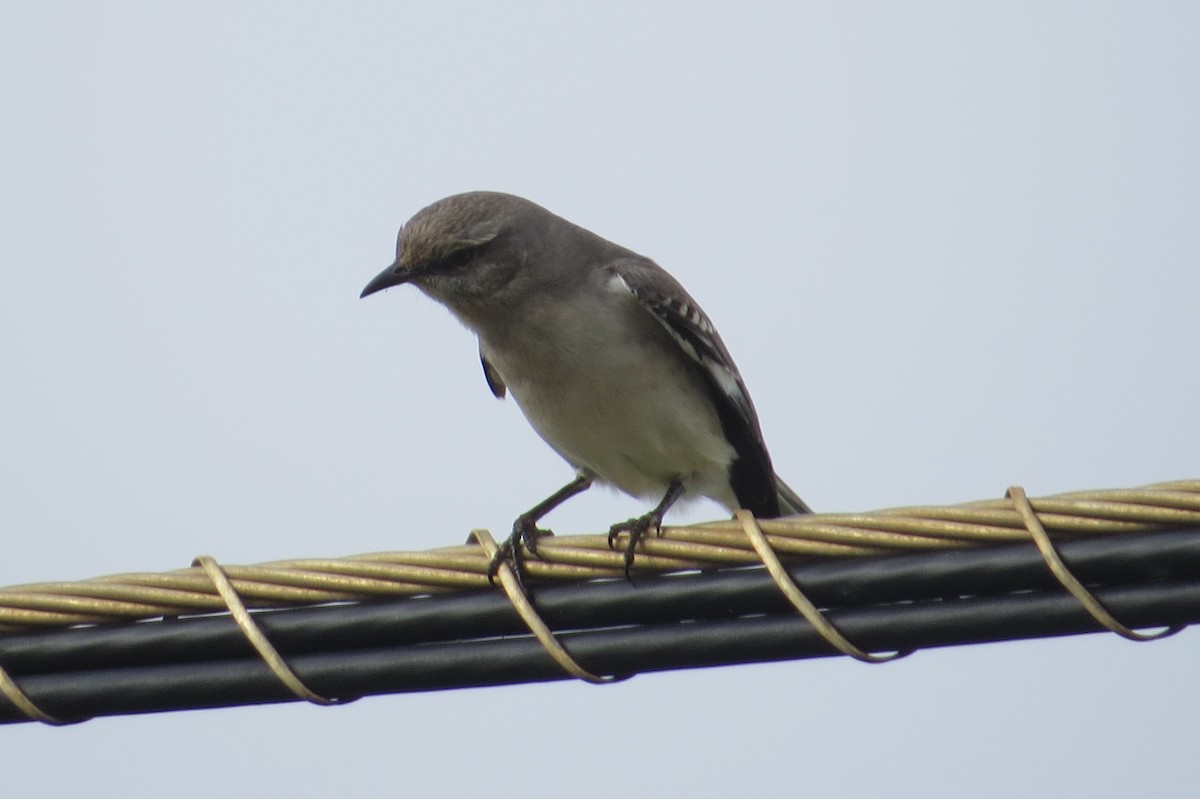 Northern Mockingbird - ML614466789