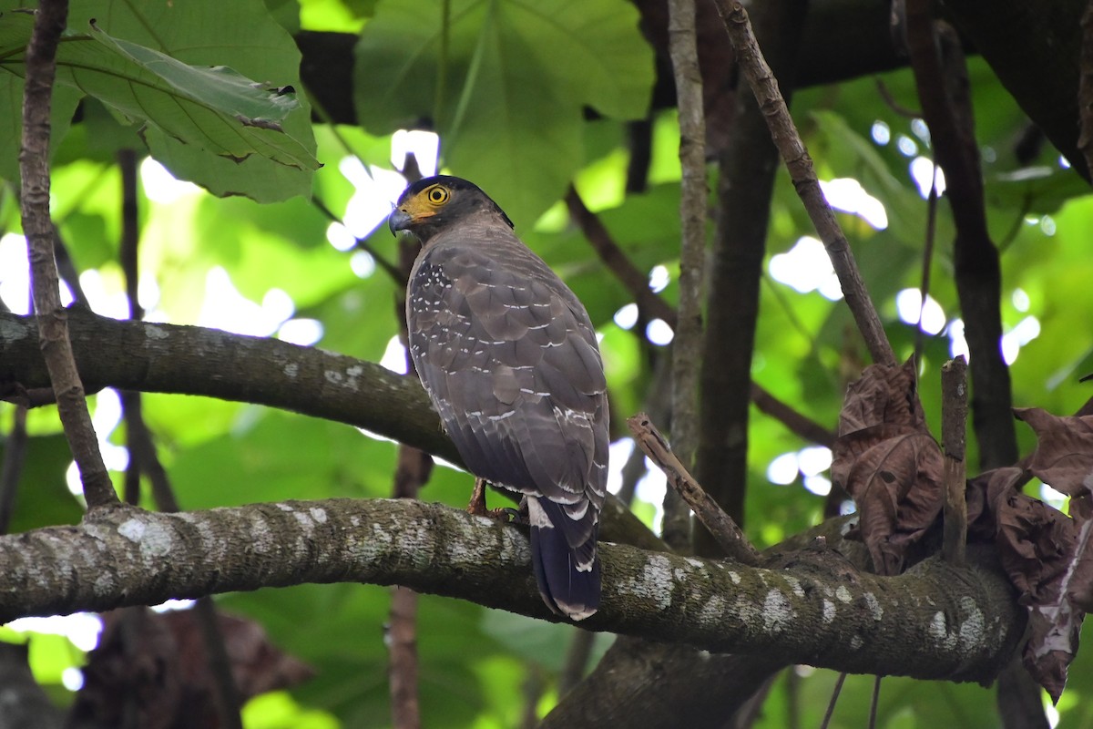 Crested Serpent-Eagle - ML614466791