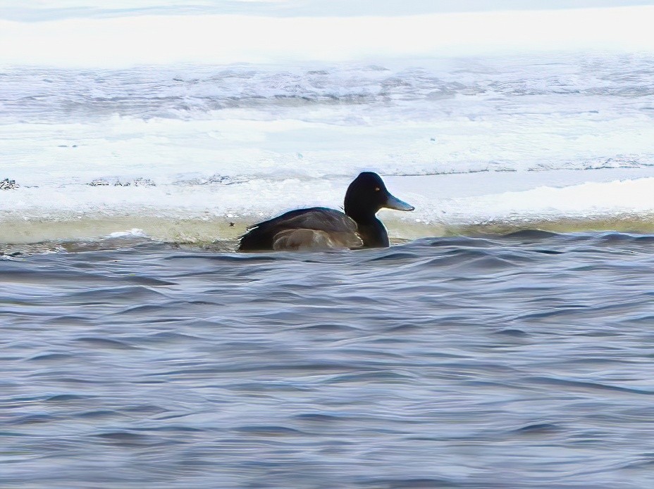 Lesser Scaup - ML614466854