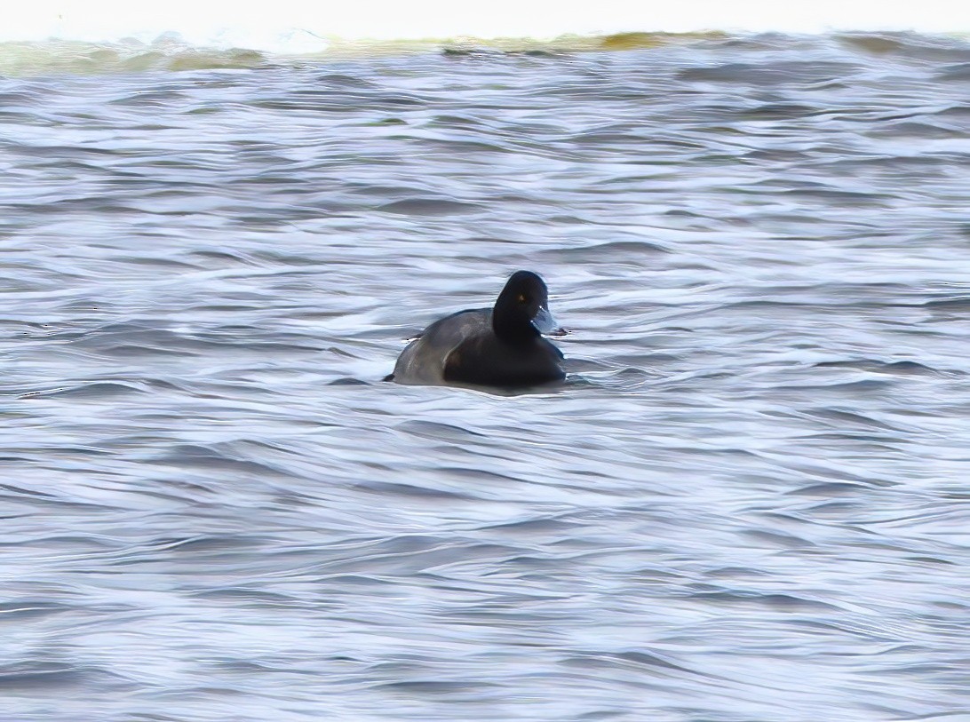 Lesser Scaup - ML614466855