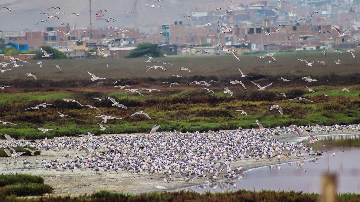 Franklin's Gull - ML614466973