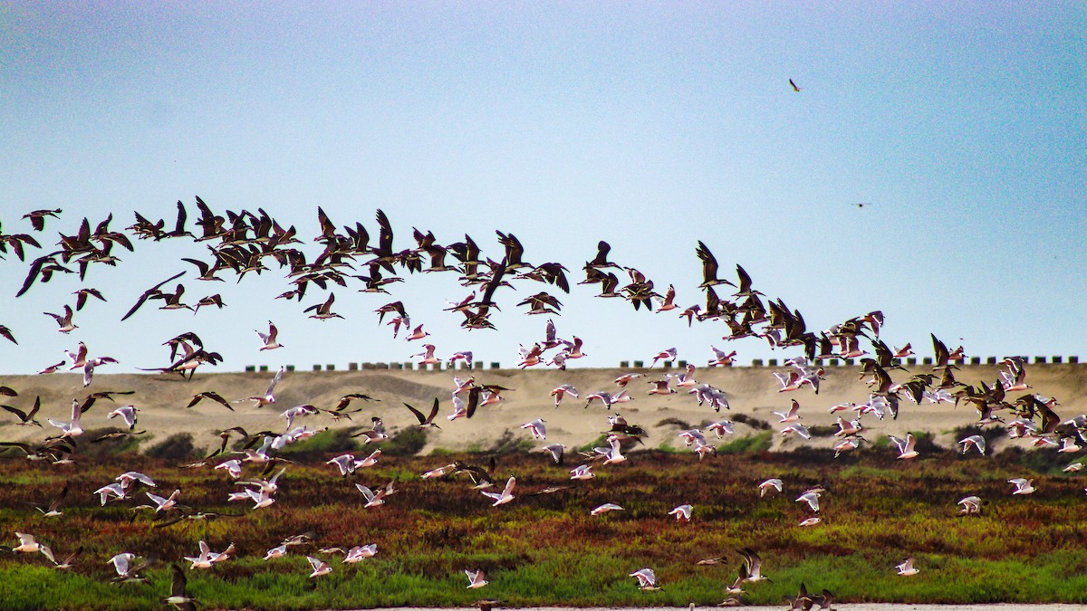 Black Skimmer - ML614466976