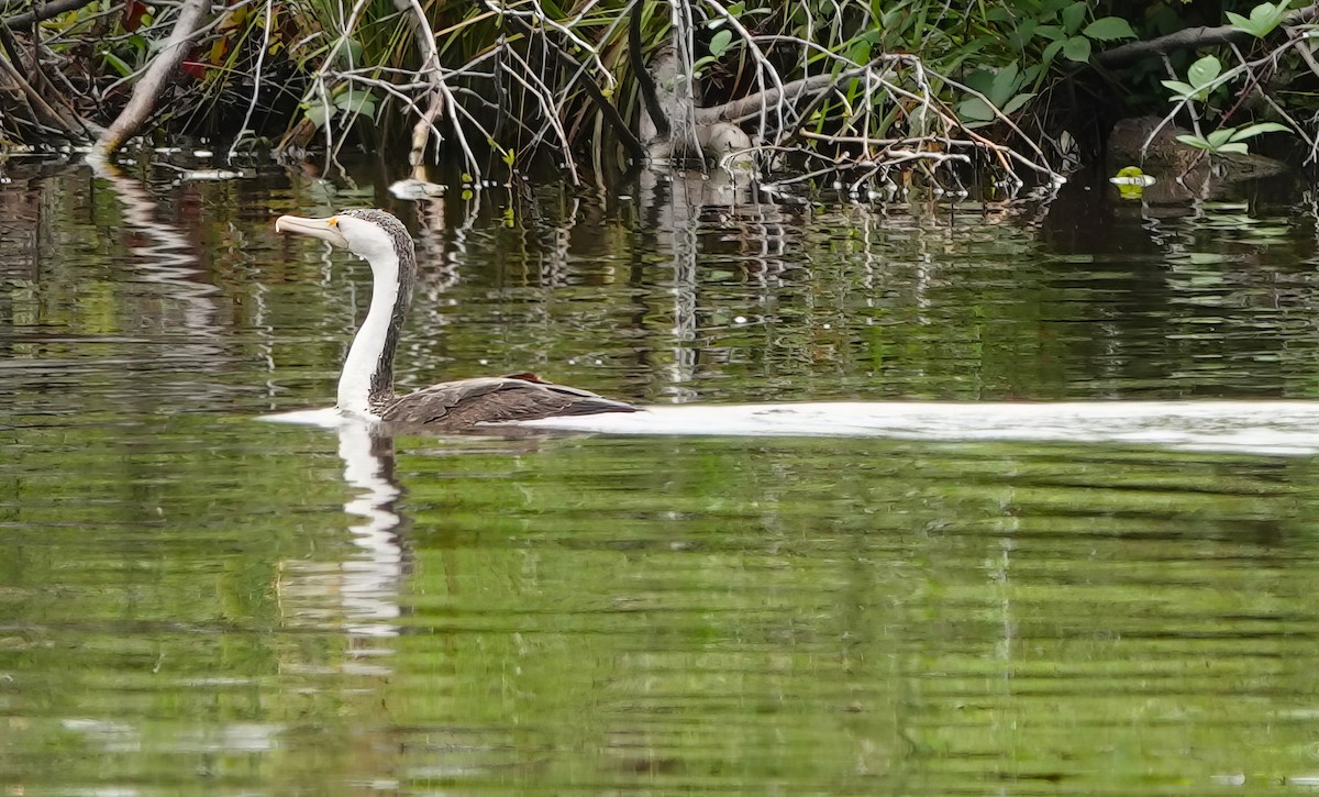 Pied Cormorant - ML614466998