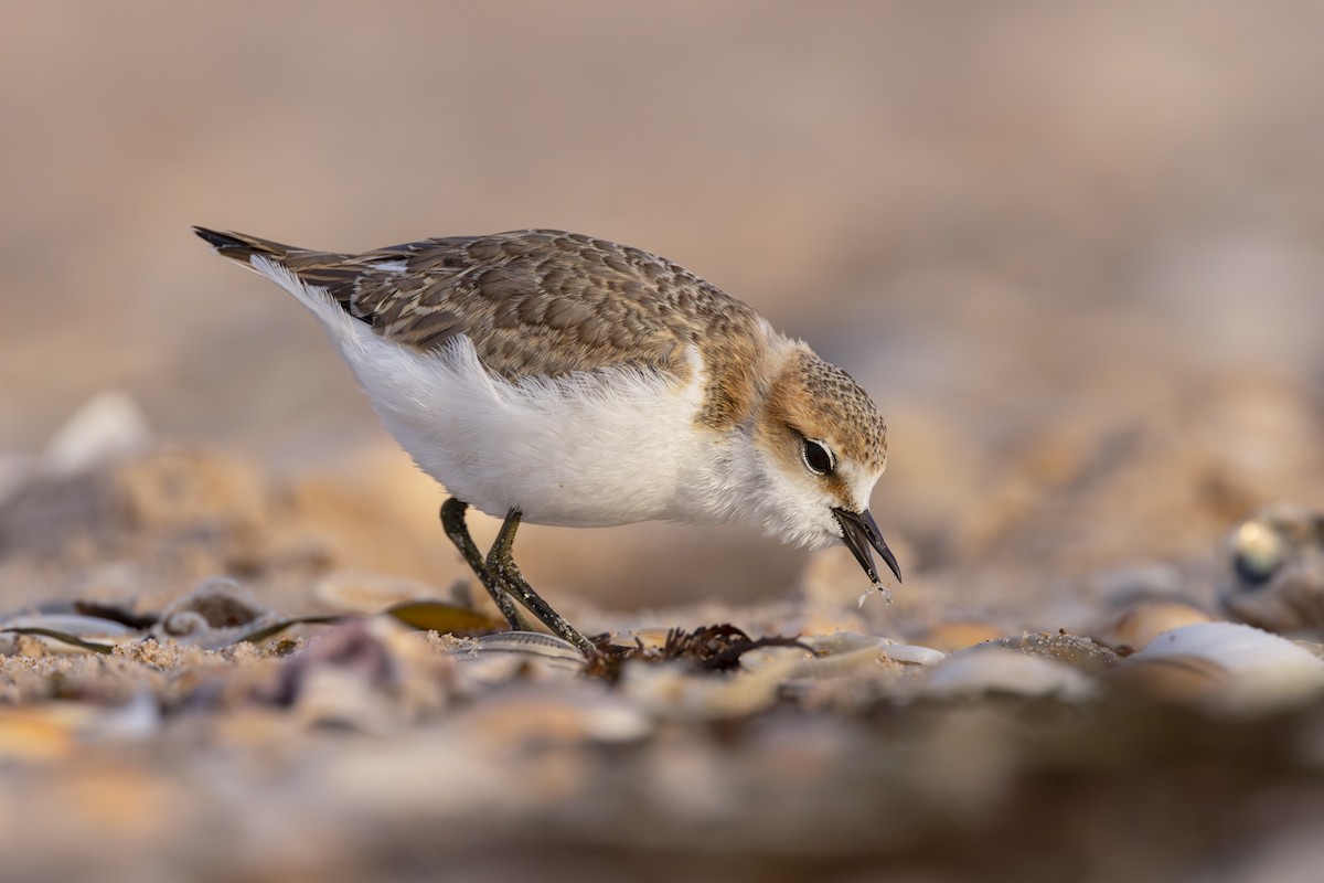 Red-capped Plover - ML614467000