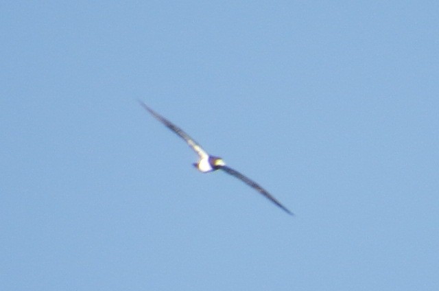 Brown Booby - ML614467011