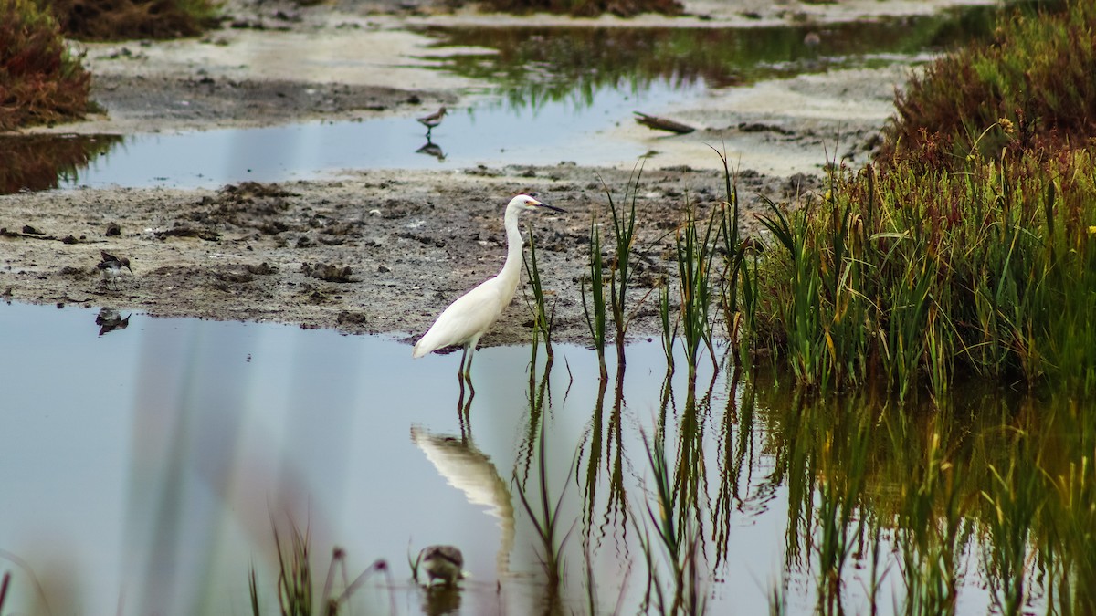 Snowy Egret - ML614467015