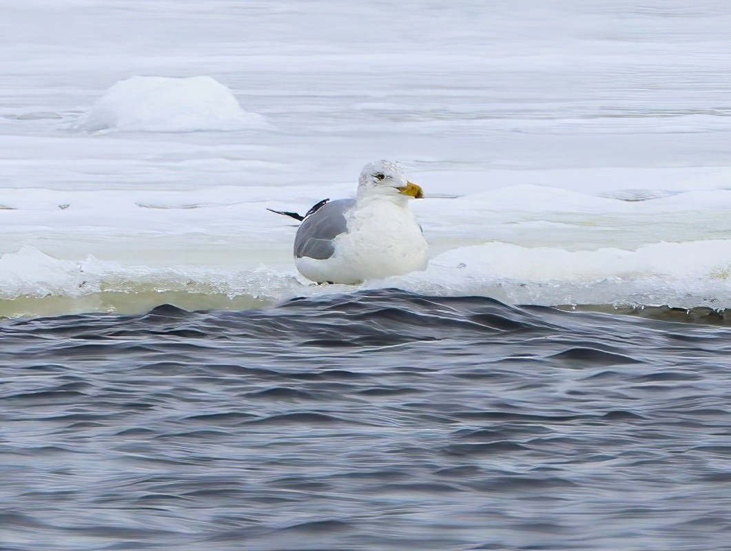 Herring Gull - ML614467017