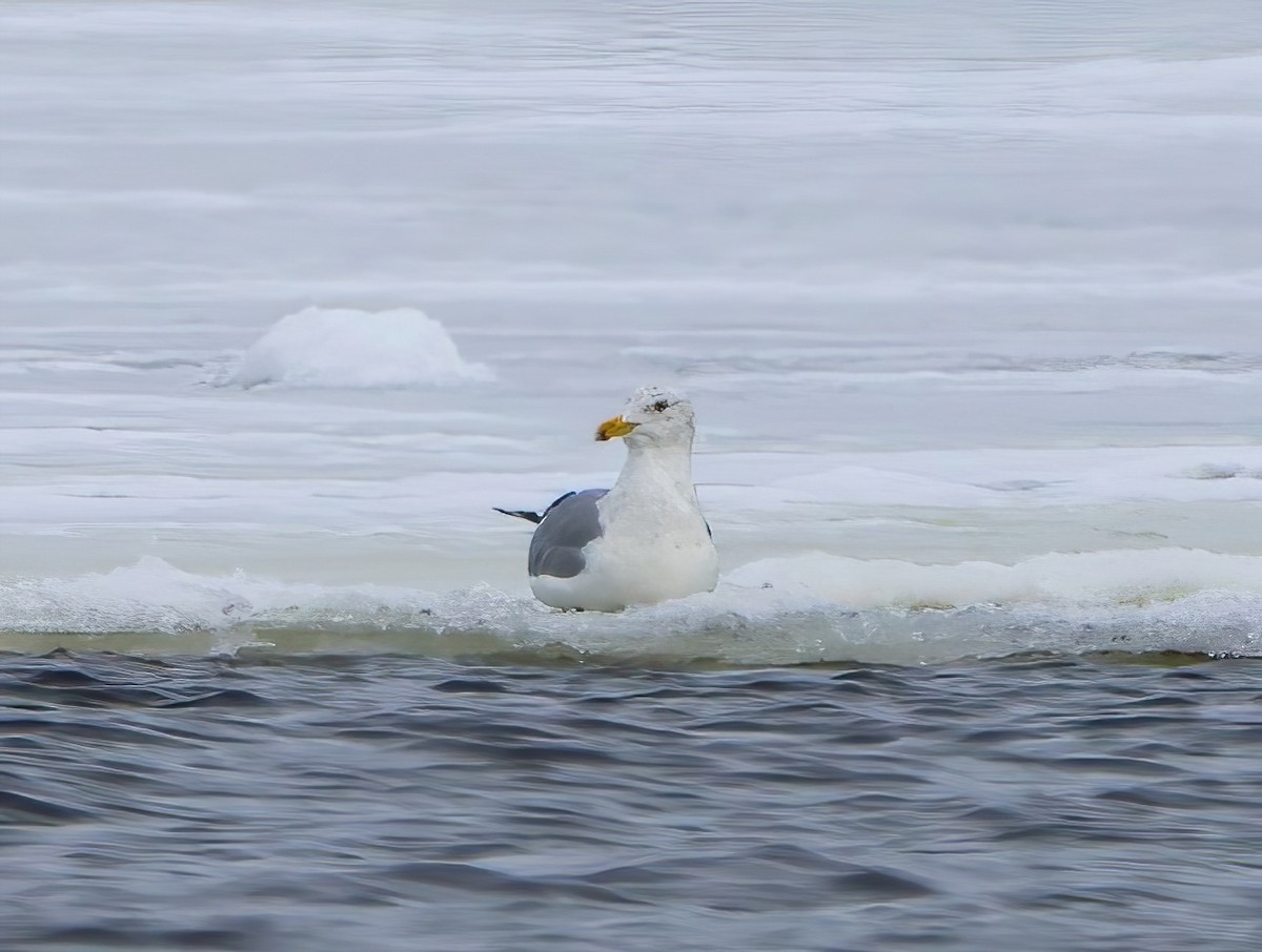 Herring Gull - ML614467018