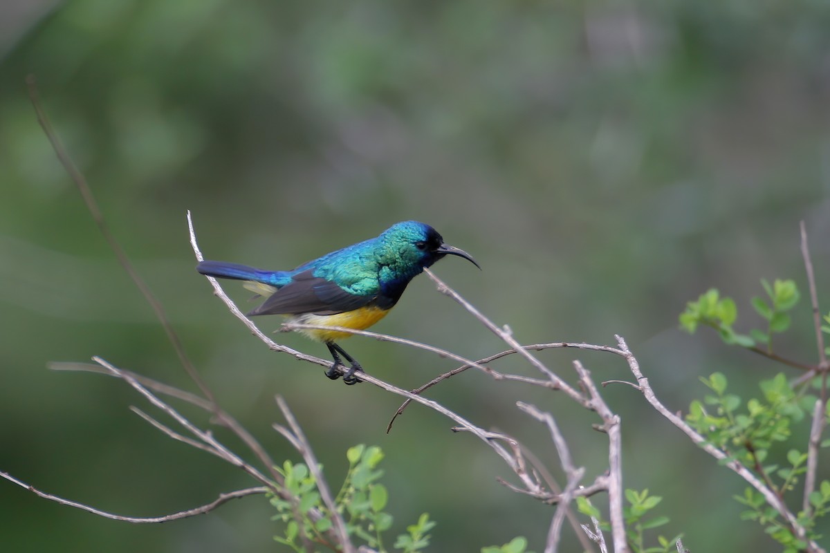 Ziernektarvogel [venustus-Gruppe] - ML614467022