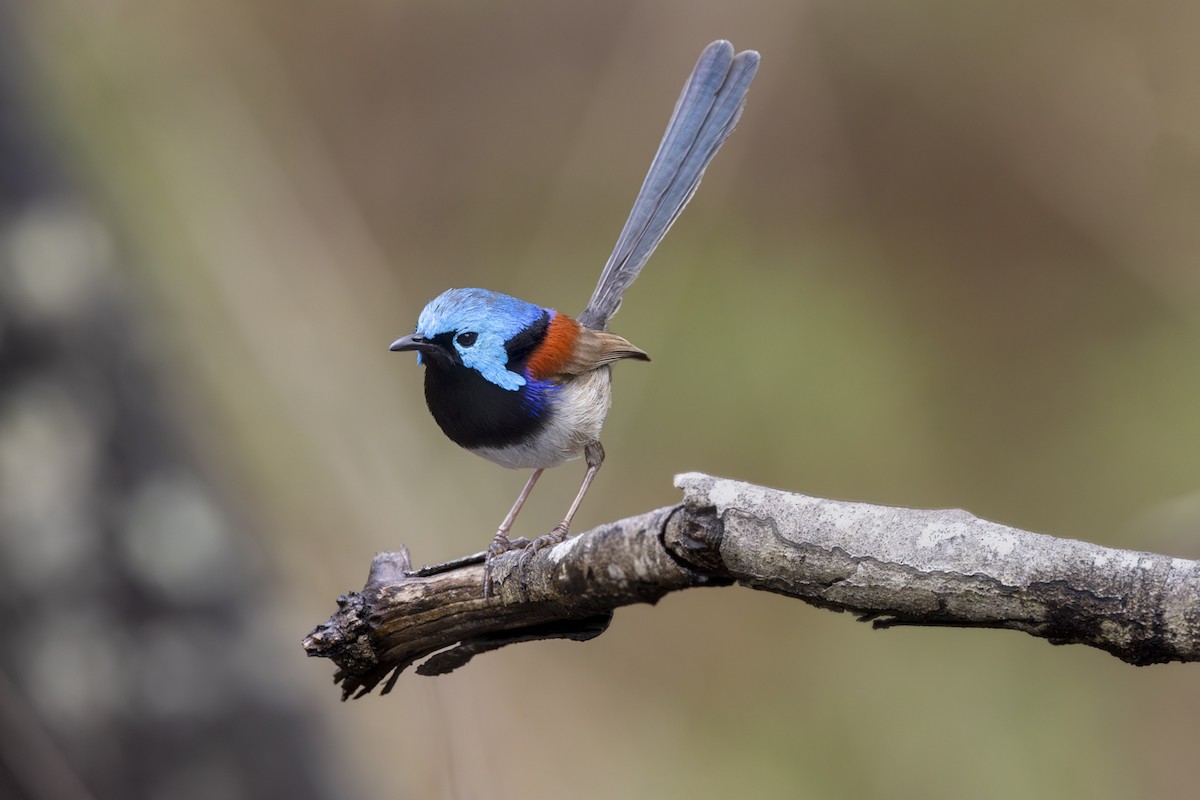 Variegated Fairywren - Jeremy Edwards