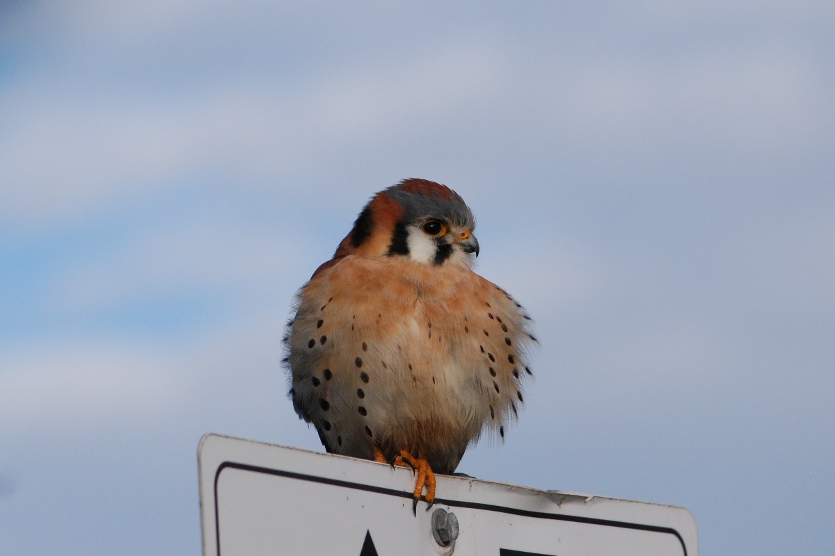 American Kestrel - ML614467052