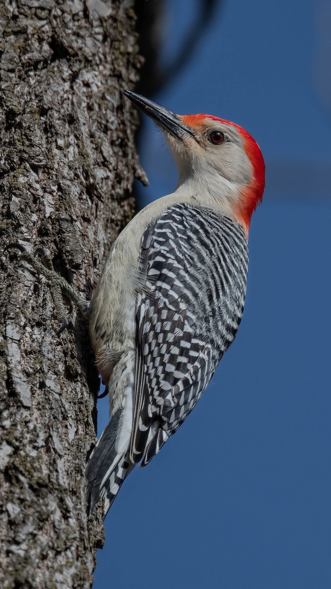 Red-bellied Woodpecker - ML614467087