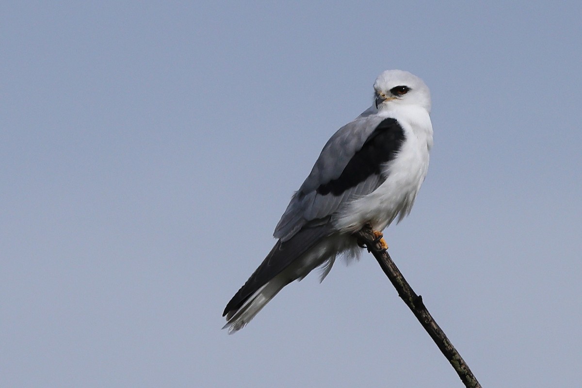 White-tailed Kite - ML614467124