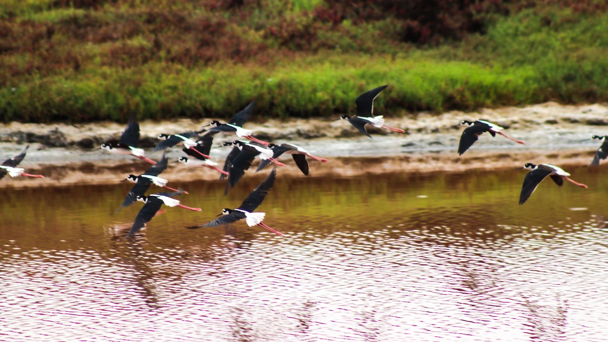 Black-necked Stilt - ML614467149