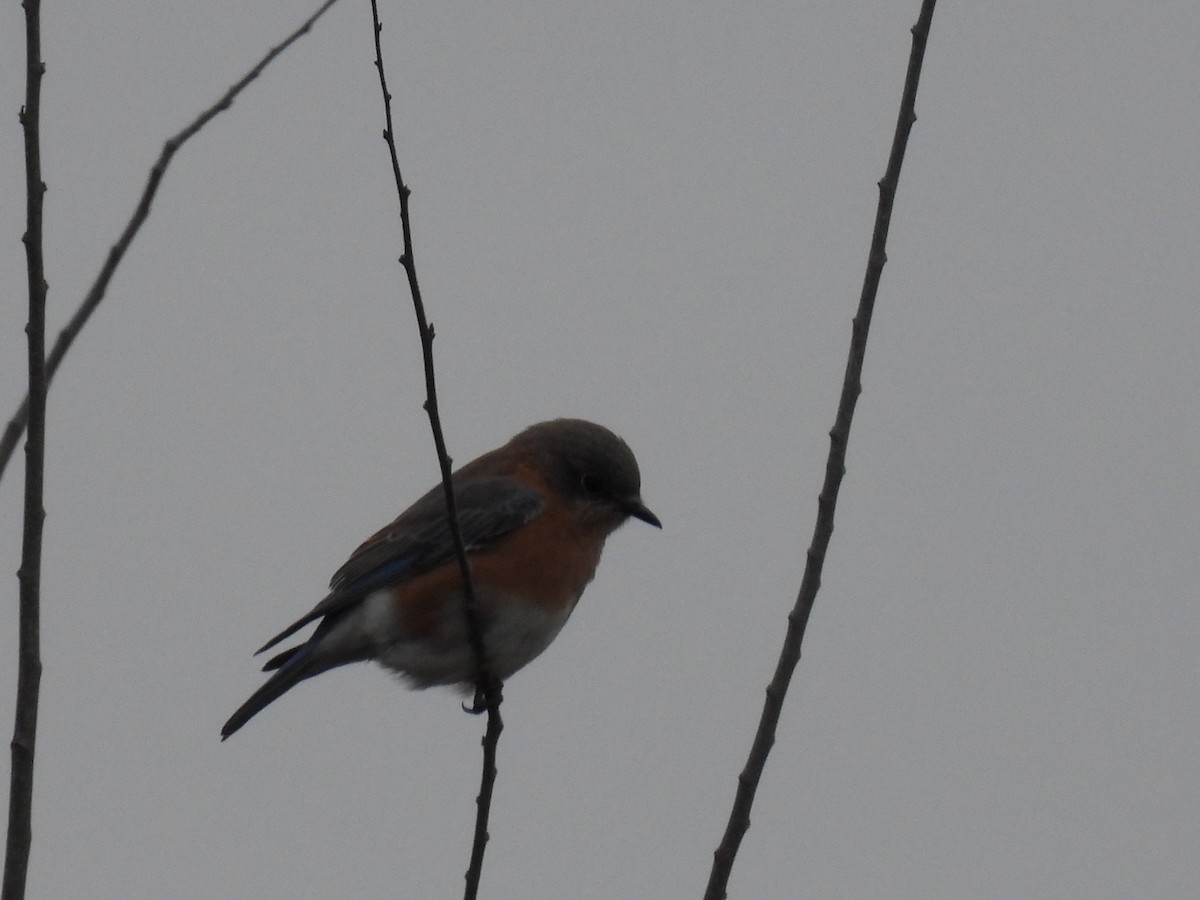 Eastern Bluebird - ML614467199