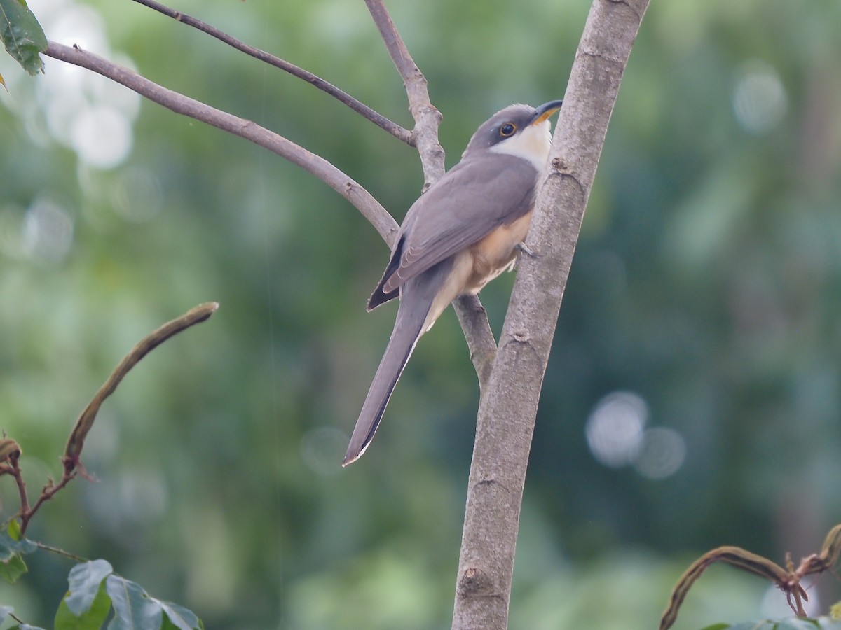 Mangrove Cuckoo - ML614467207