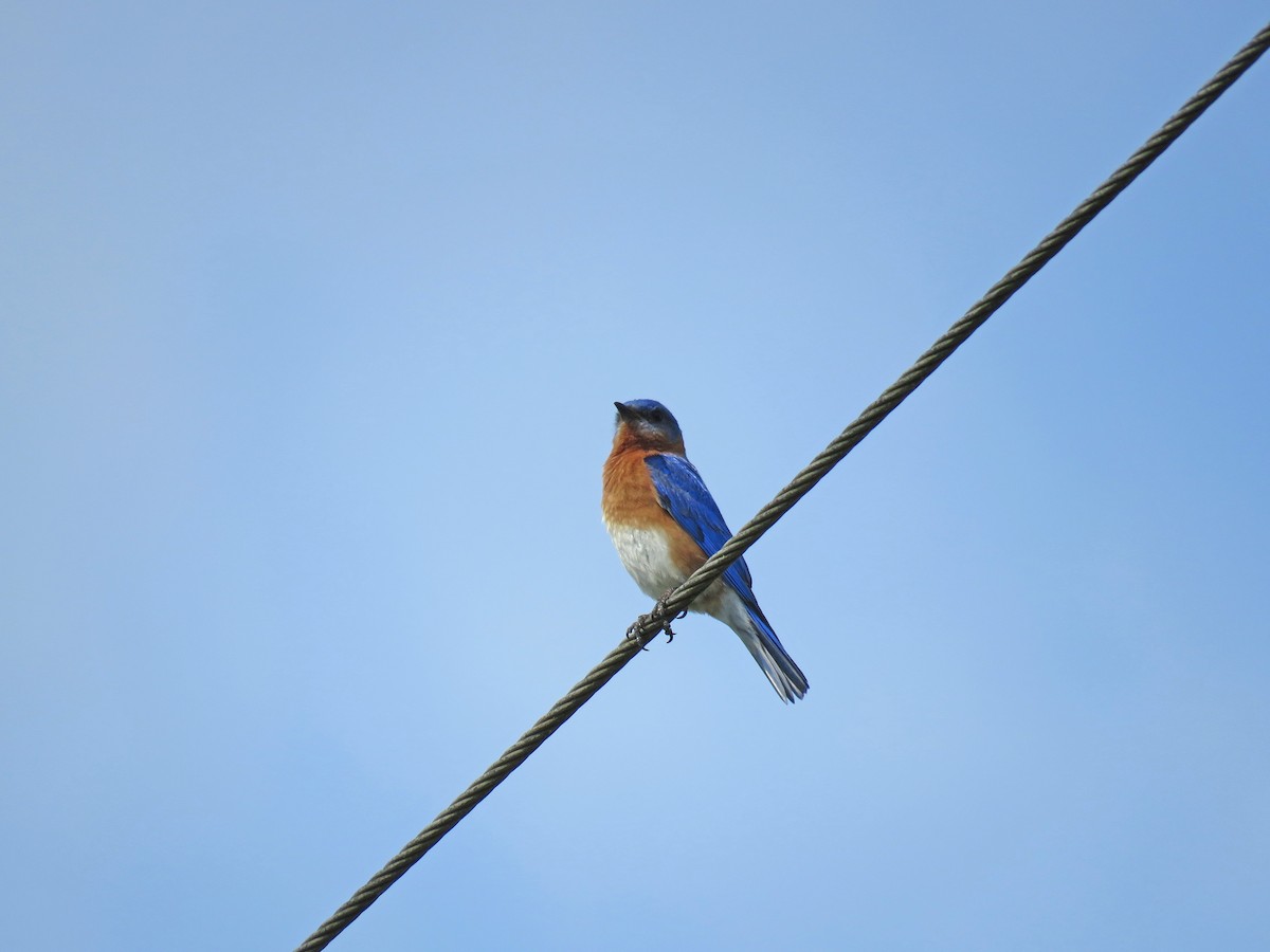 Eastern Bluebird - ML61446721