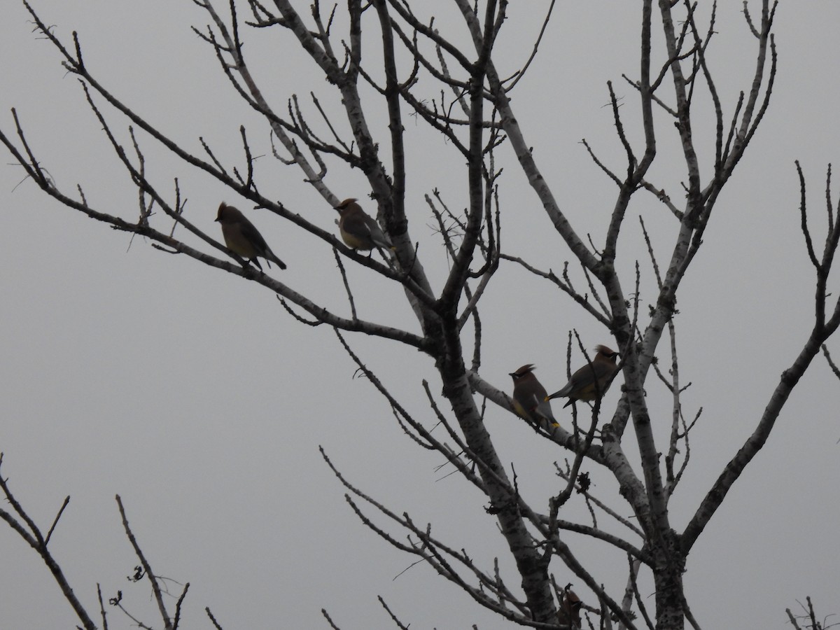 Cedar Waxwing - ML614467219