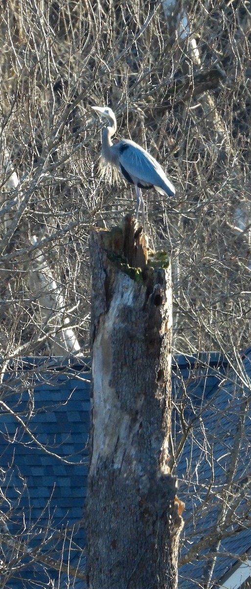 Great Blue Heron - ML614467226