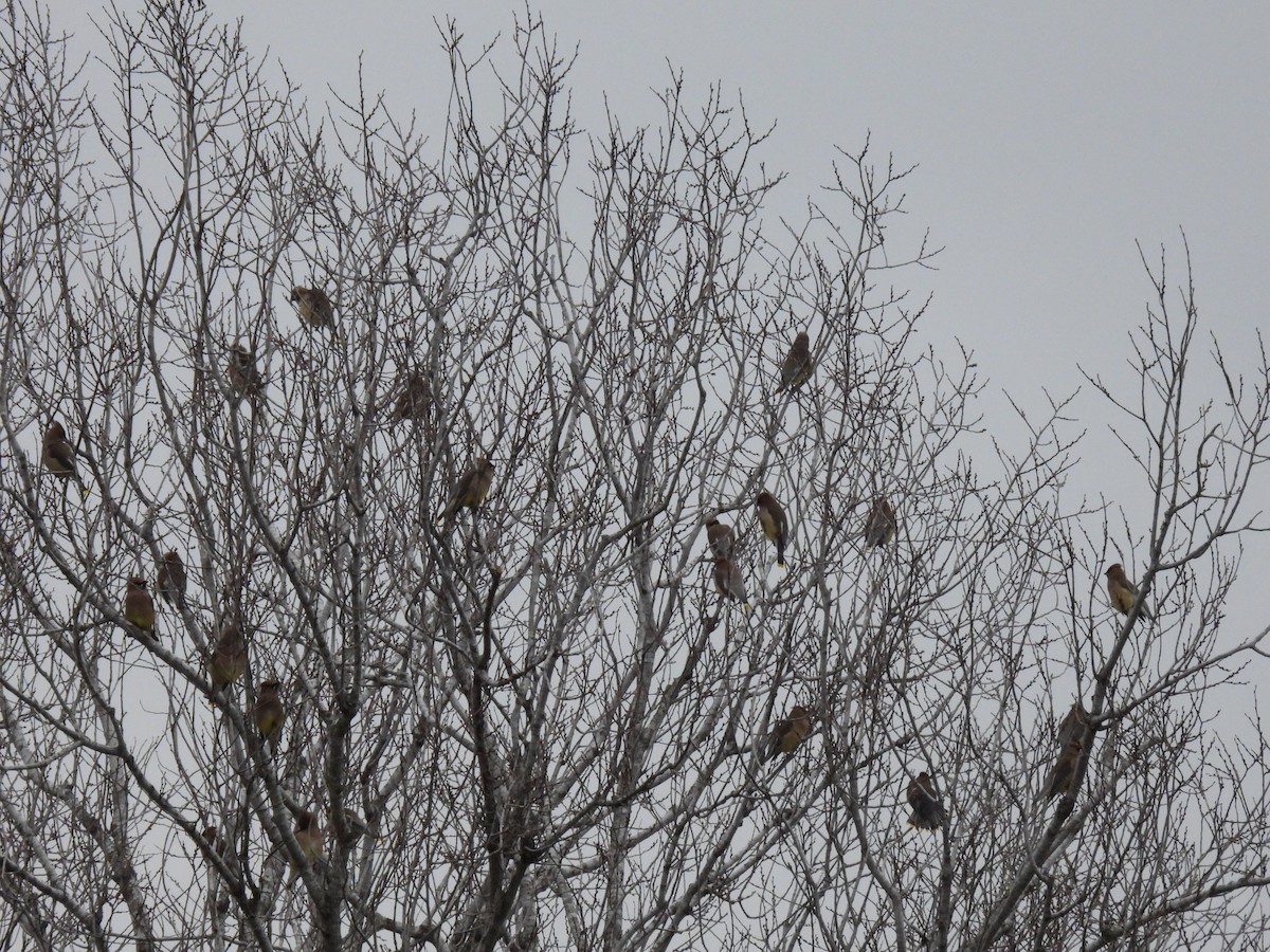 Cedar Waxwing - ML614467236