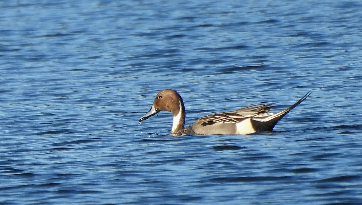 Northern Pintail - ML614467243