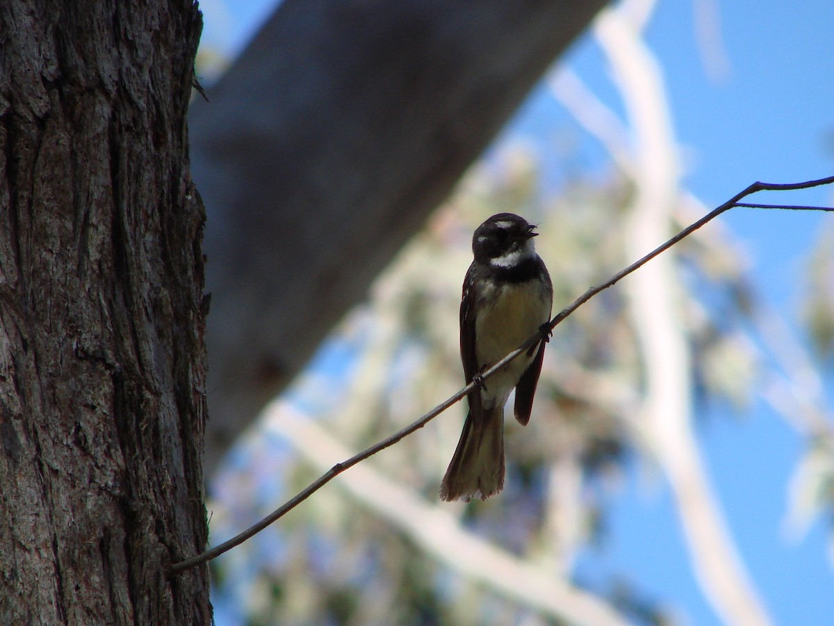 Gray Fantail - ML614467267