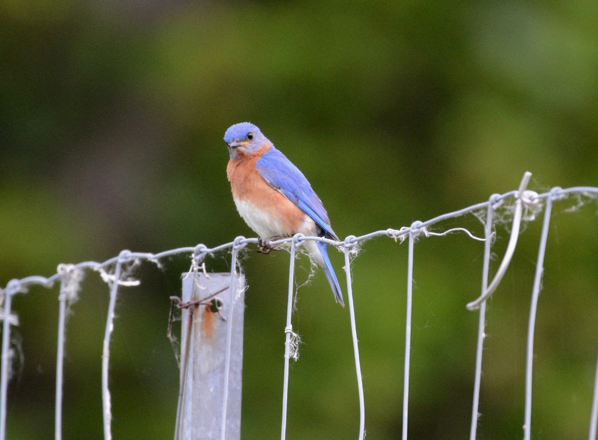 Eastern Bluebird - ML61446731