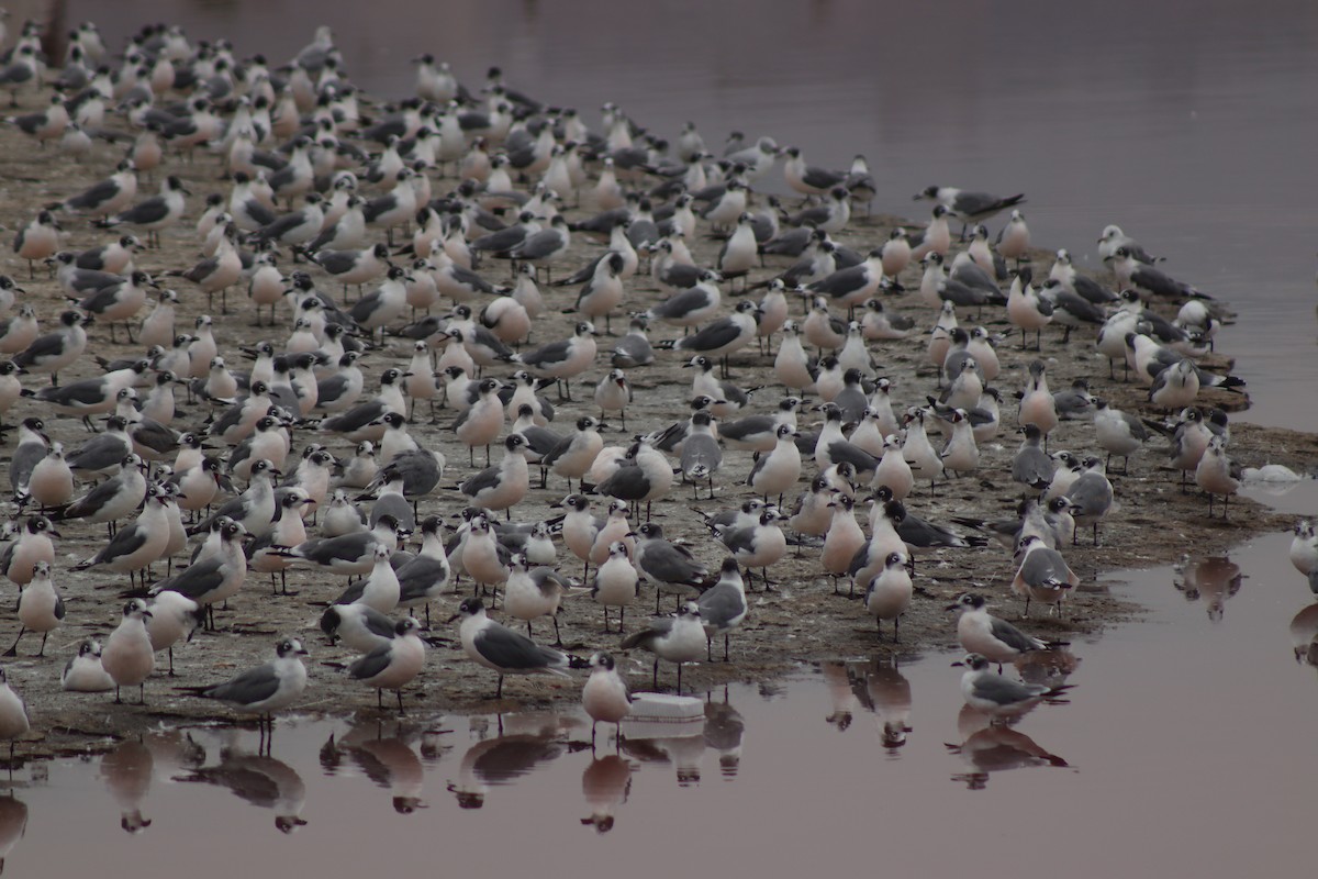 Gray Gull - ML614467327