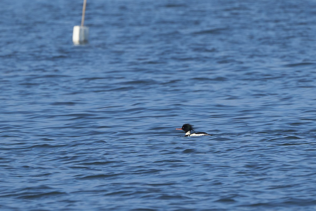 Ebird Checklist Jan Fukuoka Hakata Port Species Other Taxa