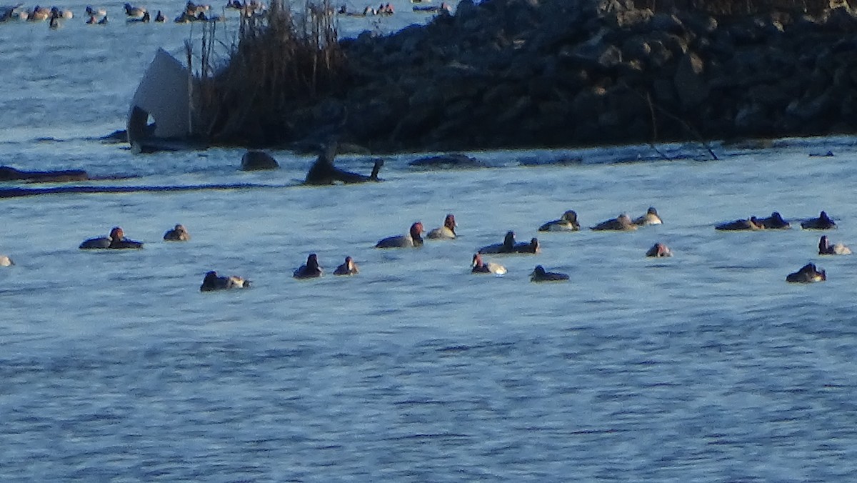 Tufted Duck - ML614467360