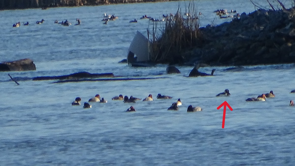 Tufted Duck - ML614467362