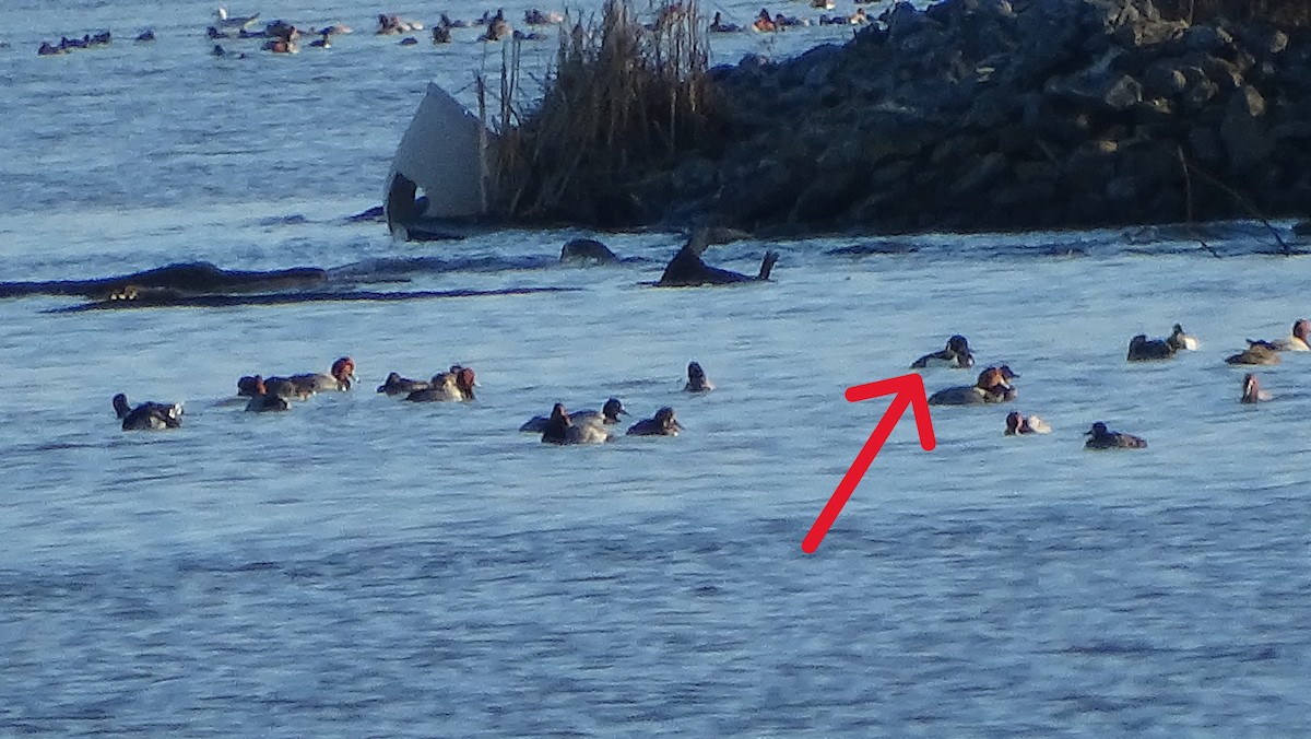 Tufted Duck - ML614467363