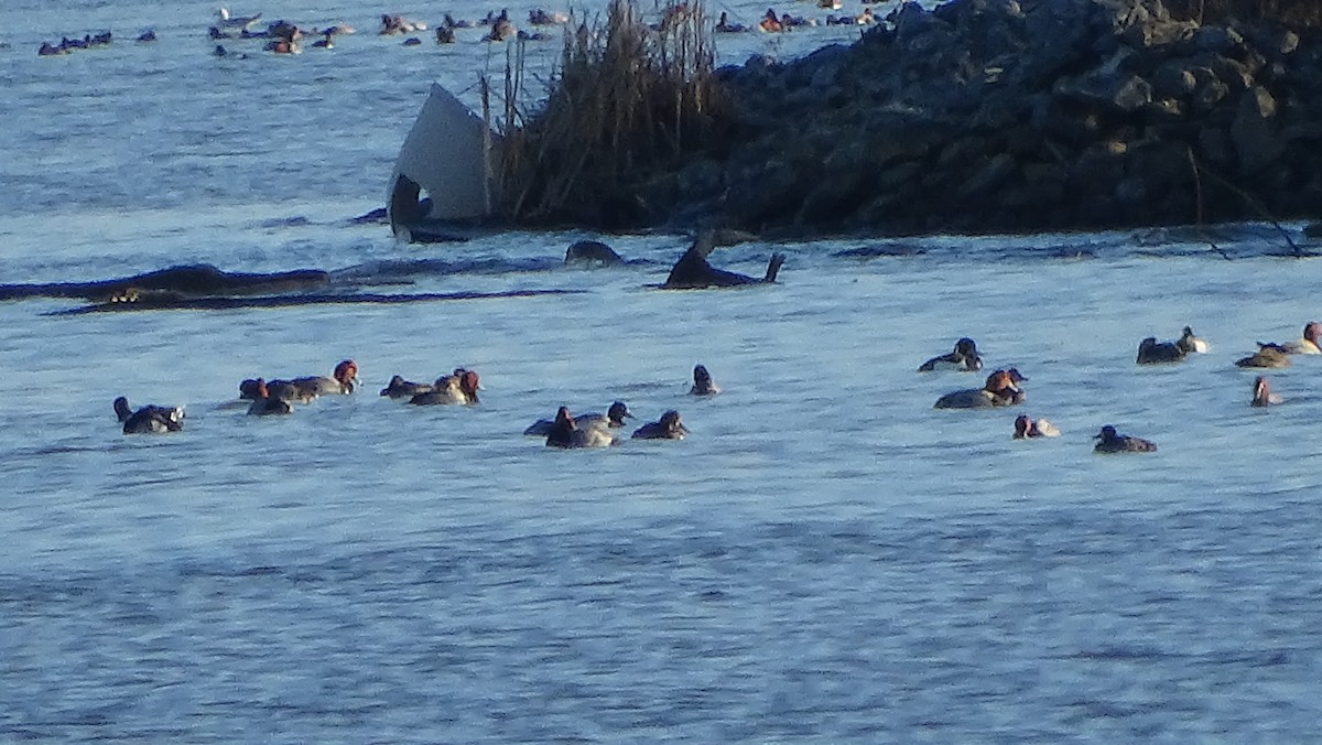 Tufted Duck - ML614467367