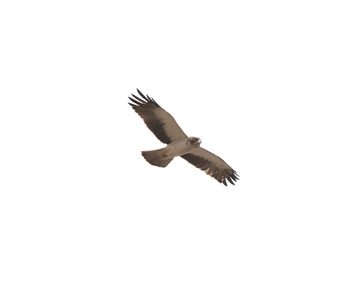 Booted Eagle - ML614467382