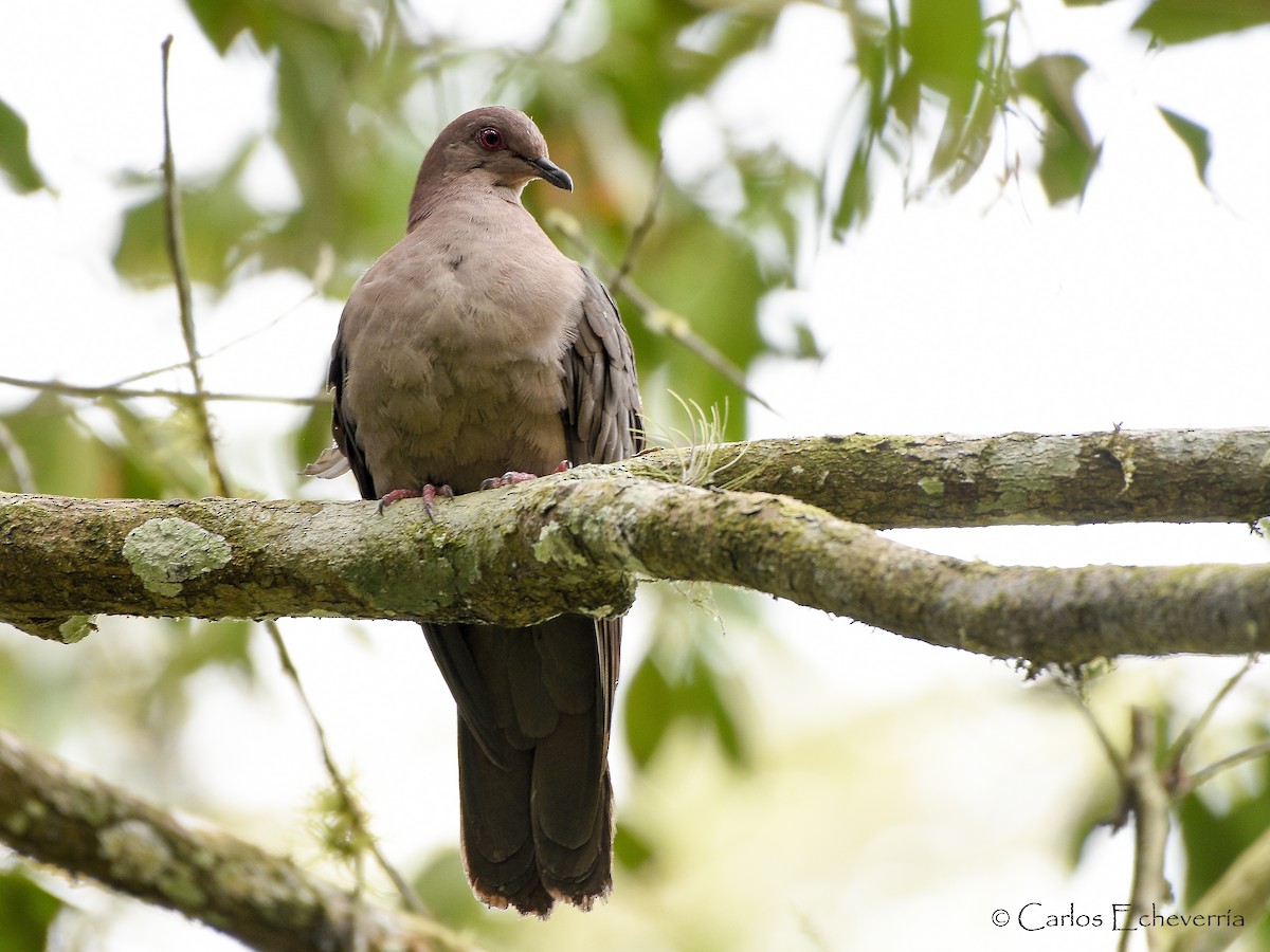 Short-billed Pigeon - ML61446741