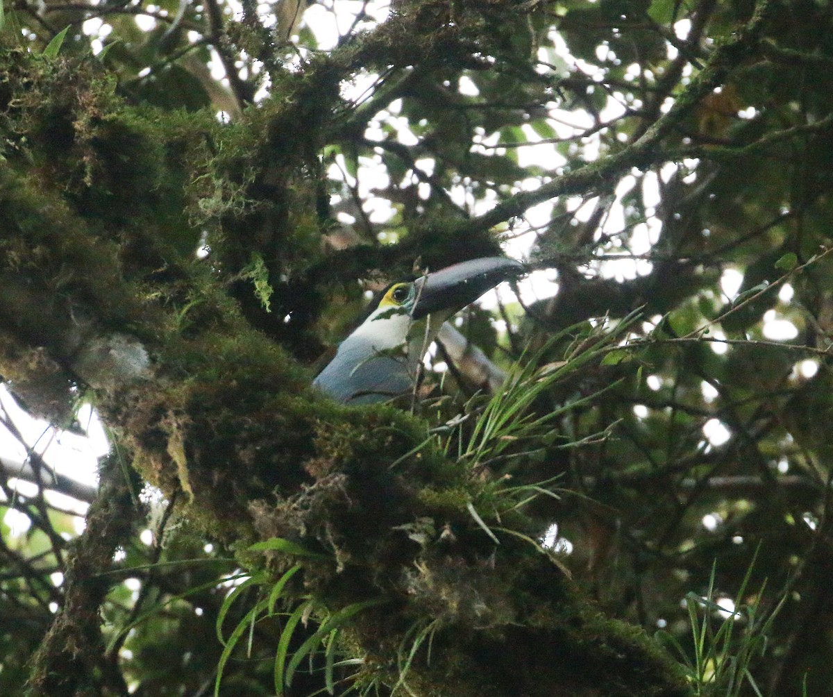 Black-billed Mountain-Toucan - Lucas Corneliussen