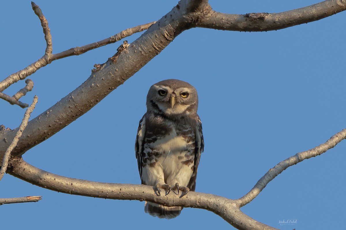 Forest Owlet - Mehul patel