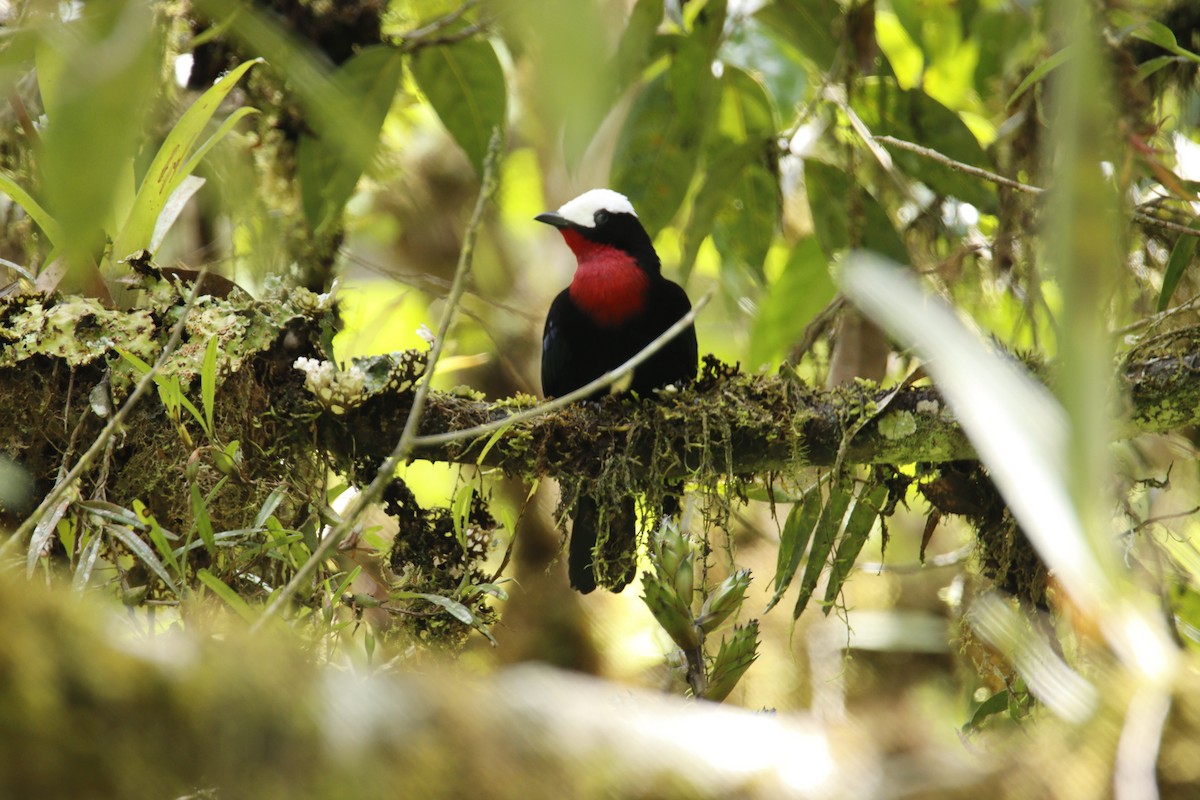 White-capped Tanager - ML614467461