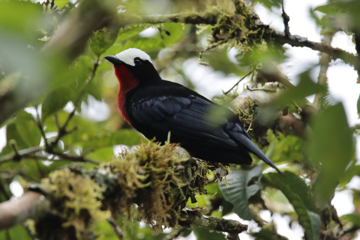 White-capped Tanager - ML614467462