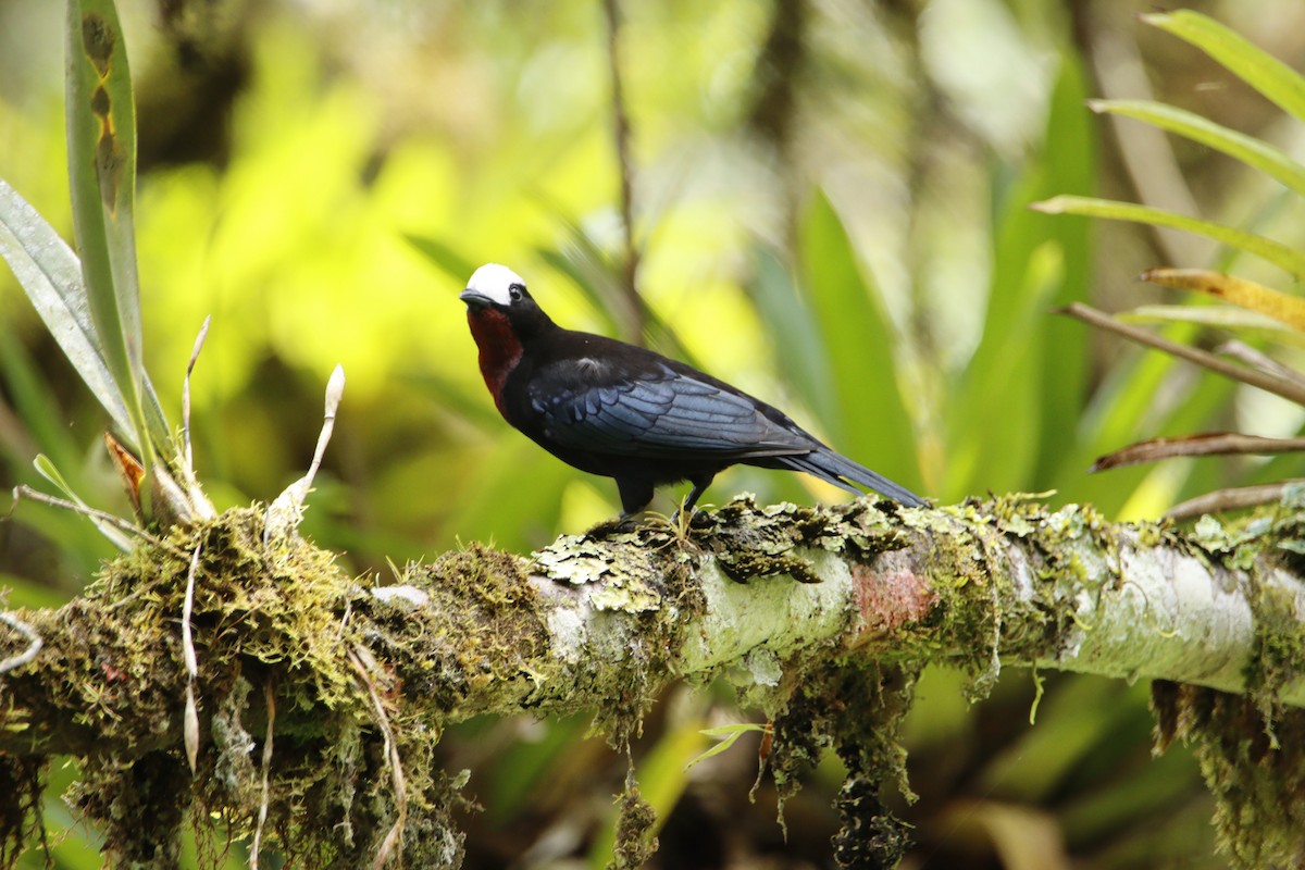 White-capped Tanager - ML614467464