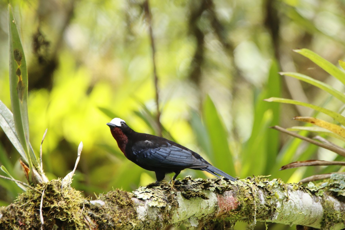 White-capped Tanager - ML614467465