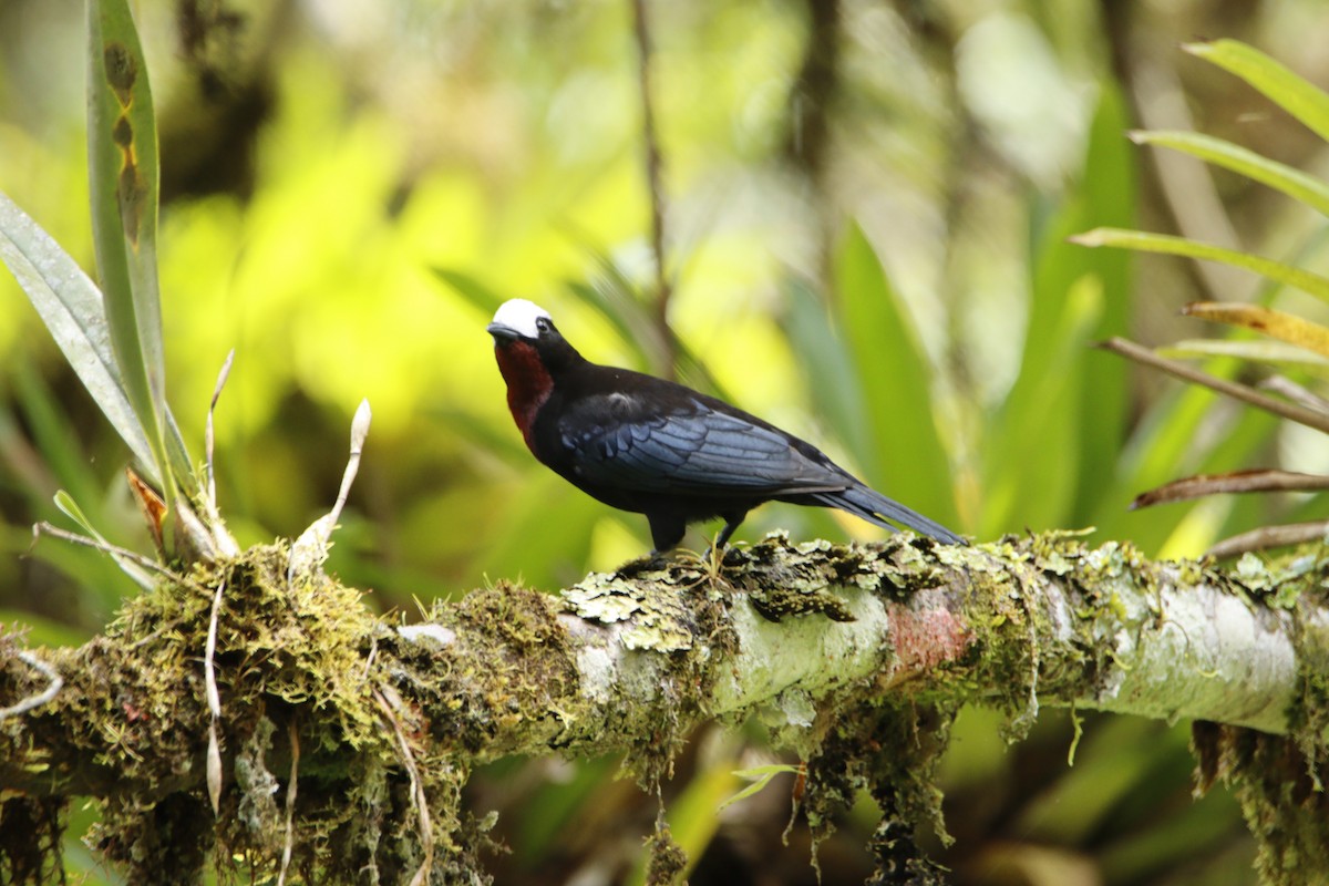 White-capped Tanager - ML614467466