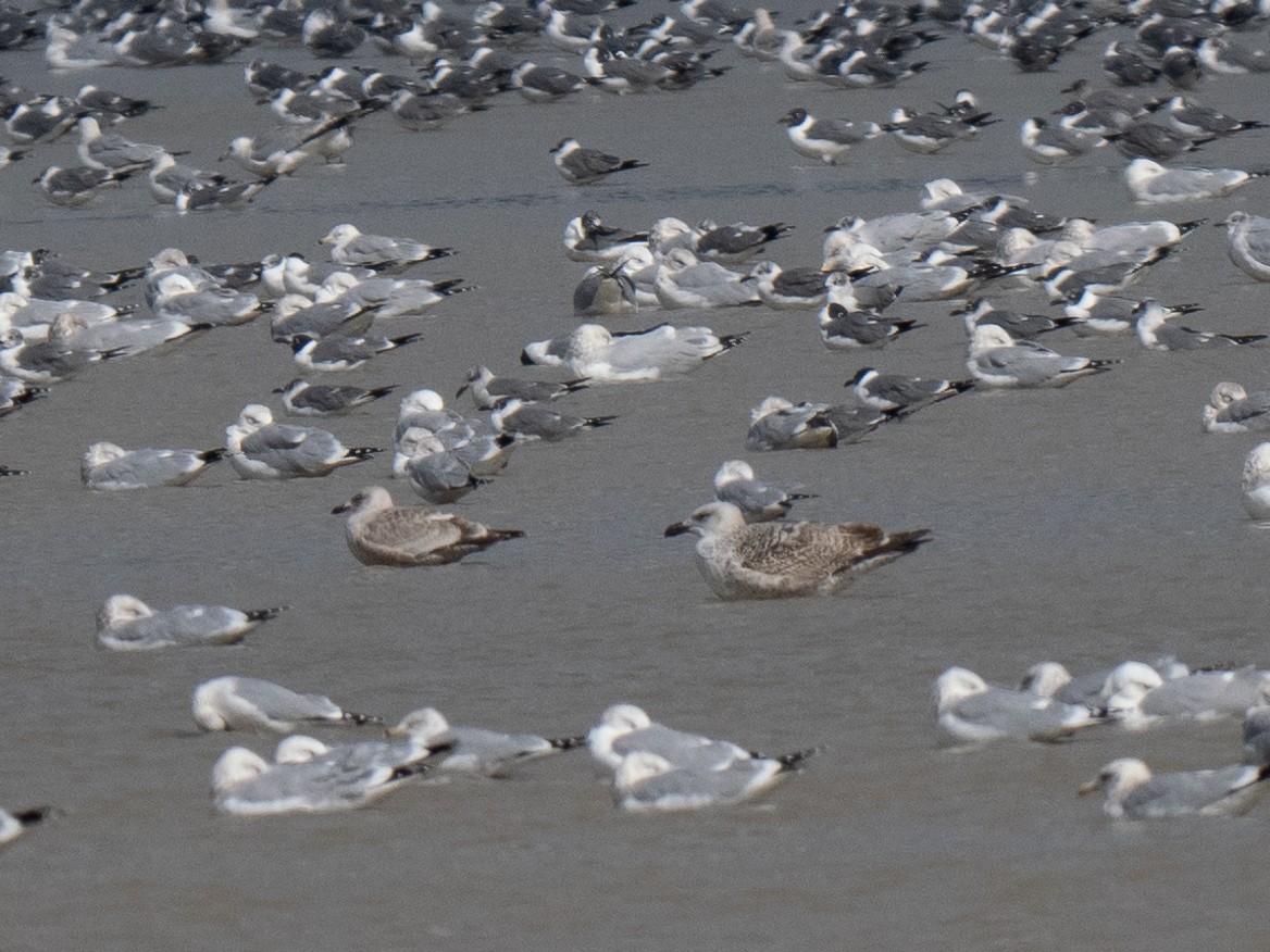 Great Black-backed Gull - Cin-Ty Lee