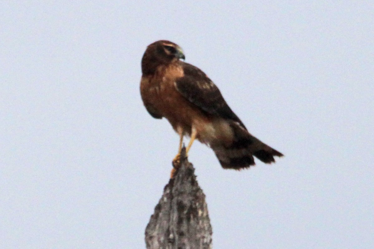 Northern Harrier - Janet Rathjen