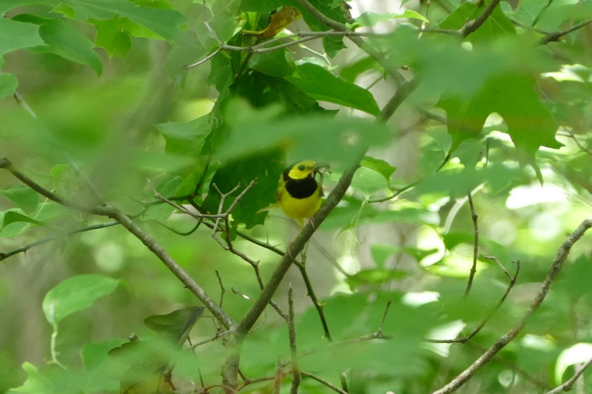 Hooded Warbler - ML61446751