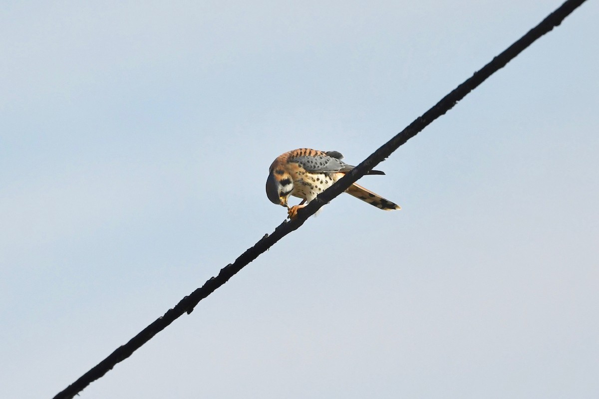 American Kestrel - ML614467642