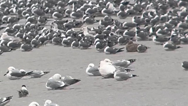 Glaucous Gull - ML614467680