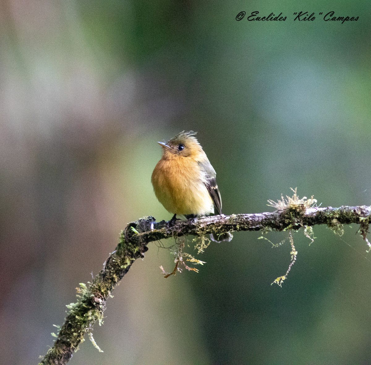 Mosquero Moñudo Común (aurantiiventris) - ML614467698